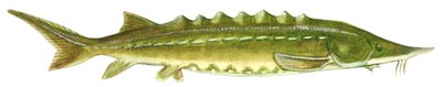 Jeseter černý - jeseter atlantický (Acipenser oxyrinchus) od Unbekannter Künstler