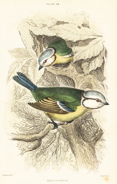 Sýkora modřinka euroasijská, Cyanistes caeruleus.1889 (rytina) od Unbekannter Künstler