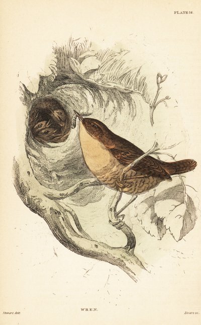 Střízlík obecný, Troglodytes troglodytes.1889 (rytina) od Unbekannter Künstler