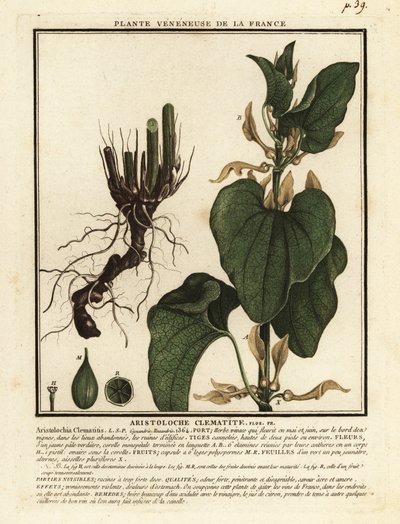 Evropská rodivka, Aristolochia clematitis. od Unbekannter Künstler
