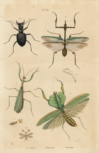 Kudlanka evropská, Mantis religiosa 1, kudlanka listová, Choeradodis rhomboidea 2, brouk tygrovaný, Manticora latipennis 3, mantidfly, Mantispa styriaca 4 od Unbekannt