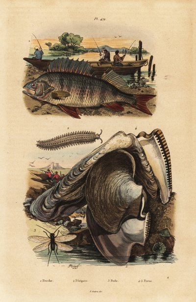 Okoun evropský, Perca fluviatilis 1, aksamitník, Peripatus iuliformis 2, lacewing, Perla marginata 3, a perlorodka, Isognomon isognomum 4. Okoun, Peripat, Perle, Perne od Unbekannt