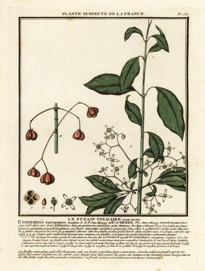 Vřeteno evropské, Euonymus europaeus. od Unbekannter Künstler