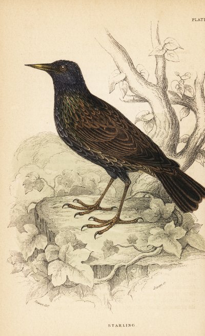 Špaček obecný, Sturnus vulgaris. 1889 (rytina) od Unbekannter Künstler