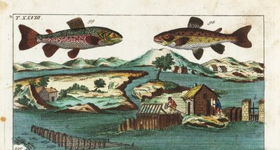 Pstruh obecný - rybolovná technika využívající umělé peřeje k lovu ryb - pstruh obecný, Salmo trutta trutta 98, siven americký, Salvelinus alpinus alpinus 99, a rybolovné metody využívající umělé peřeje na řece k lovu lososů do roštů a sítí. Ručně barvený  od Unbekannter Künstler