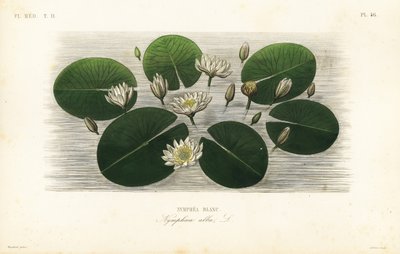 Evropský leknín bílý, Nymphaea alba, Nymphea blanc od Unbekannt