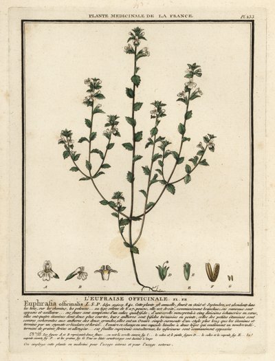 Světlice světlíková, Euphrasia rostkoviana. od Unbekannter Künstler