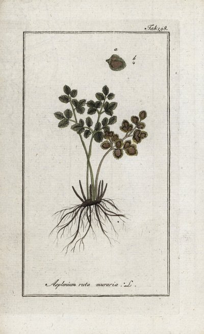 Kapradina doradilla stěn nebo asplenia ulice stěn (Asplenium ruta muraria). Litografie z knihy "Afbeelding der Artseny-Gewassen" od Johannese Zorna (1739-1799), Nizozemsko. od Unbekannter Künstler