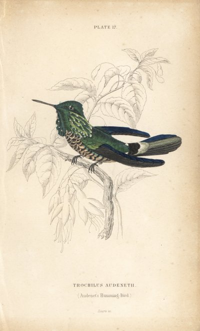 Slavnostní koketa, Lophornis chalybeus (kolibřík Audenetův, Trochilus audenetii). Ručně kolorovaná ocelorytina Williama Lizarse z Přírodovědné knihovny sira Williama Jardina: Lizars: Ornithology: Hummingbirds, Edinburgh, W.H. Lizars od Unbekannter Künstler
