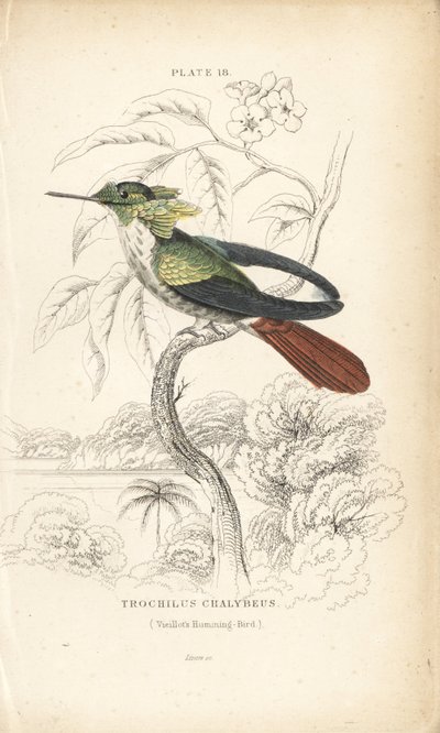 Slavnostní koketa, Lophornis chalybeus (kolibřík Vieillotův, Trochilus chalybeus). Ručně kolorovaná ocelorytina Williama Lizarse z Přírodovědné knihovny sira Williama Jardina: Lizars: Ornithology: Hummingbirds, Edinburgh, W.H. Lizars od Unbekannter Künstler