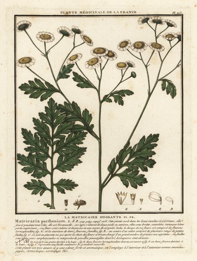 Feverfew, Tanacetum parthenium. od Unbekannter Künstler