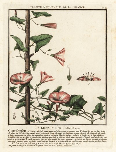 Svlačec rolní, Convolvulus arvensis. od Unbekannter Künstler
