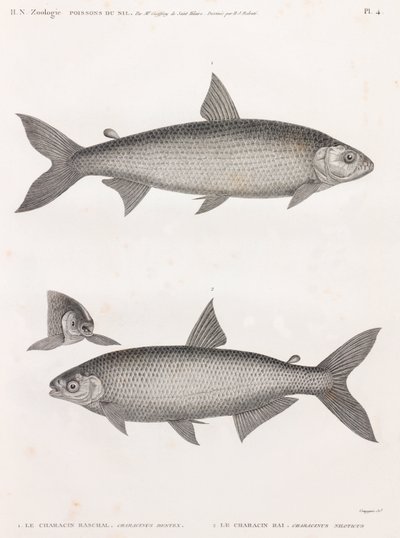 Ryby: Le Characin od Unbekannt