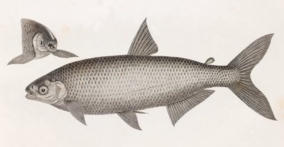 Ryby: Le Characin od Unbekannt