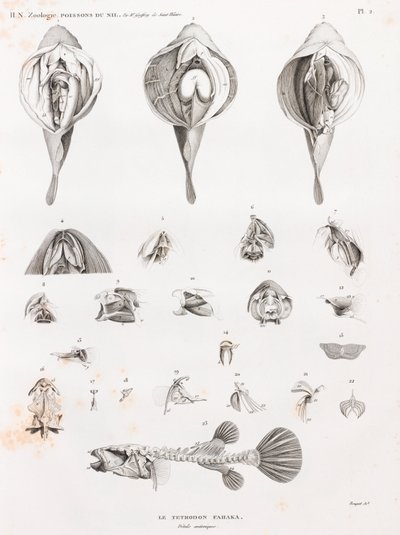 Ryby: Tetrodon, anatomie od Unbekannt