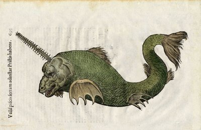 Rybí pila (Pristis) v "Ulyssis Aldrouandi... De piscibus libri V et de cetis lib. vnus/Ioannes Cornelius Vteruerius... collegit; Marc. Antonius Bernia in lucem restituit... ", se zabývá přírodopisem Ulisse Aldrovandiho (1522-1605). Bologna od Unbekannter Künstler