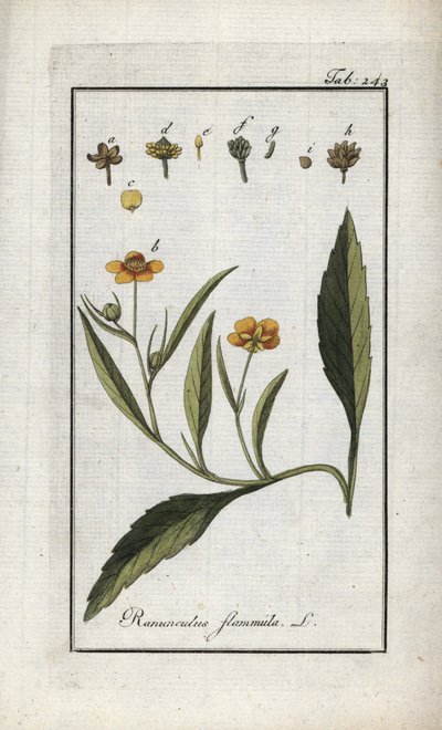 Plamének plaménkový (Ranunculus flammula). Litografie z knihy "Afbeelding der Artseny-Gewassen" od Johannese Zorna (1739-1799), Nizozemsko. od Unbekannter Künstler