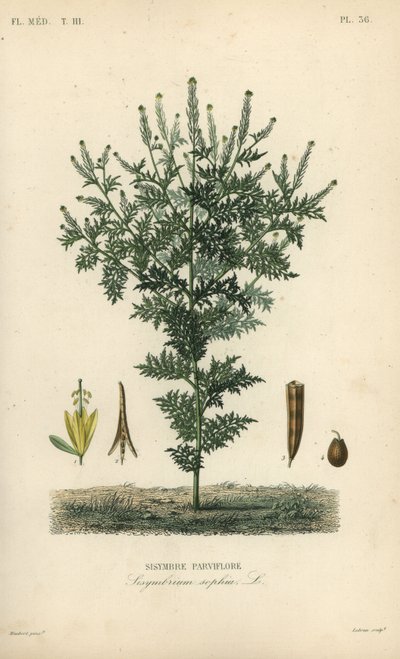 Plixweed, hořčice bylinná, Descurainia sophia, Sisymbrium sophia, Sisybre parviflore od Unbekannt