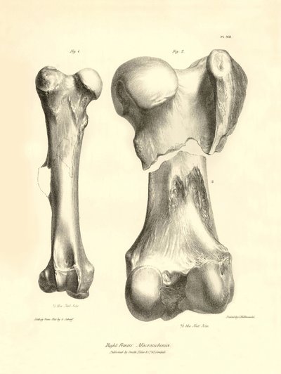 Zkamenělé kosti (femury) zmizelého prehistorického zvířete Macrauchenia, které popsal Charles Darwin během své expedice na palubě lodi Beagle. Deska z knihy "The Zoology of the voyage of the H.M.S. Beagle under the command of Captain Fitzroy during the yea od Unbekannter Künstler