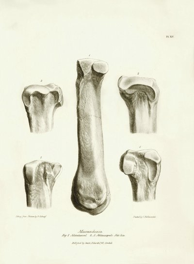 Fosilní kosti (metatarse a metakarp) zmizelého prehistorického živočicha Macrauchenia, kterého popsal Charles Darwin během své expedice na palubě lodi Beagle. Deska z knihy "The Zoology of the voyage of the H.M.S. Beagle under the command of Captain Fitzro od Unbekannter Künstler