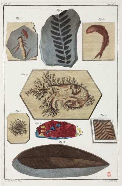 Fosílie, prehistorické od Unbekannt