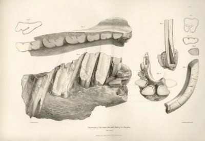 Fragment čelisti a zubů pravěkého zvířete Toxodon, které nalezl Charles Darwin poblíž Montevidea v Uruguayi během své výzkumné cesty na palubě lodi Beagle. Zoologie plavby lodi H.M.S. Beagle pod velením kapitána Fitzroye v letech od Unbekannter Künstler