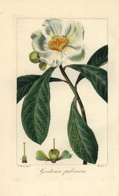Franklinův strom, Franklinia alatamaha, původem z Ameriky, ve volné přírodě vyhynulý. Barroisova ručně kolorovaná stiplová rytina na mědi podle botanické ilustrace Pancrace Bessy z knihy Mordanta de Launay "Herbier General de l