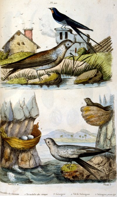 Francouzština. Barevná ilustrace datovaná kolem roku 1884. zobrazující říční a pobřežní ptáky. od Unbekannter Künstler