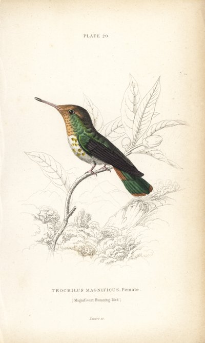 Kuklík, Lophornis magnificus, samice (Kolibřík velkolepý, Trochilus magnificus). Ručně kolorovaná ocelorytina Williama Lizarse z Naturalist