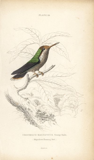 Koketa vroubená, Lophornis magnificus, mladý samec (Kolibřík velkolepý, Trochilus magnificus). Ručně kolorovaná ocelorytina Williama Lizarse z Naturalist