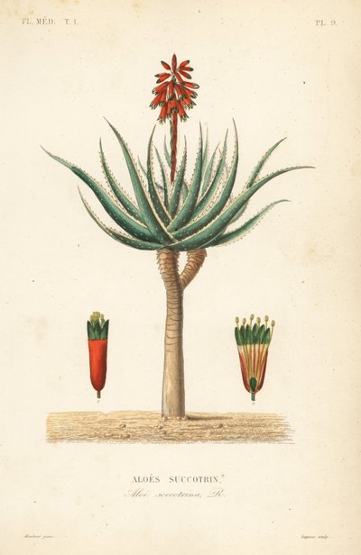 Fynbos aloe, Aloe succotrina, Aloe succotrina od Unbekannt