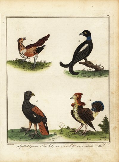 Pernatá zvěř: tetřev tetřev, tetřívek obecný, tetřev lesní, vřesoviště coc 1792 (rytina) od Unbekannter Künstler