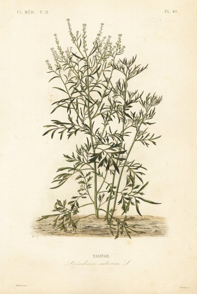 Řeřicha zahradní, hořčice a řeřicha nebo peprník, Lepidium sativum, Nasitor od Unbekannt