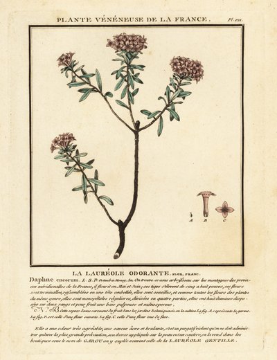 Věnec květ, Daphne cneorum. od Unbekannter Künstler
