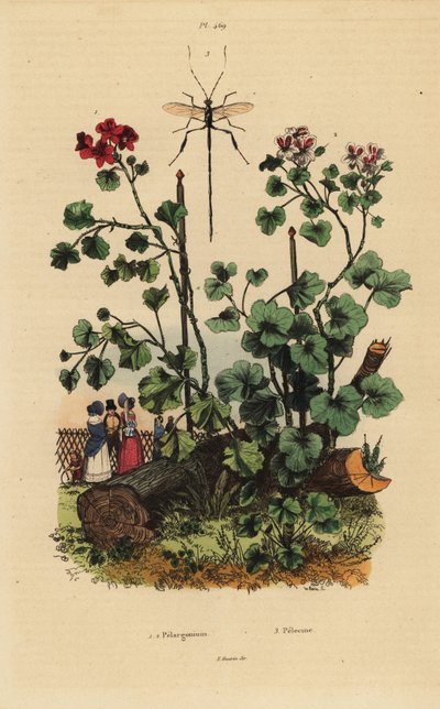 Druhy Geranium, Pelargonium daveyanum 1 a Pelargonium macranthon 2 od Unbekannt