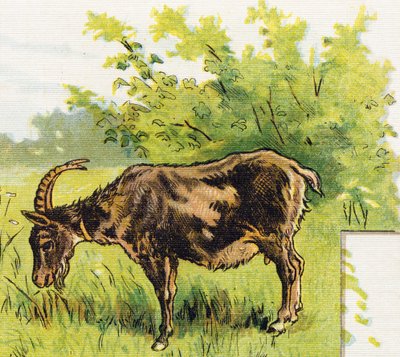 Koza spásající trávu. Rytina v "ABC L