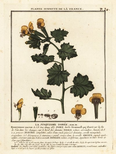 Kurník zlatý, Hyoscymus aureus. od Unbekannter Künstler