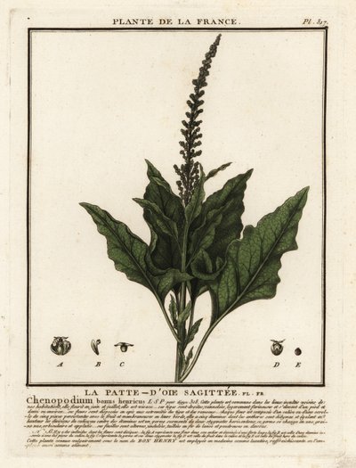 Dobrý-král-Henry, Chenopodium bonus-henricus. od Unbekannter Künstler