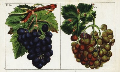 Odrůdy vinné révy, Vitis vinifera. od Unbekannter Künstler