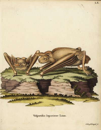 Netopýr velký, Noctilio leporinus. Vespertilio leporinus Linn. Ručně kolorovaná mědirytina Johanna Nussbiegela z knihy Johanna Christiana Daniela Schrebera Zvířecí ilustrace podle přírody aneb Schreberova fantastická zvířata, Erlangen, Německo. od Unbekannter Künstler