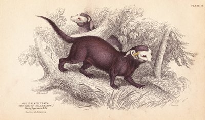 Zubr velký, Gallictis vittata. Ručně kolorovaná ocelorytina od Lizarse podle ilustrace Charlese Hamiltona Smithe z Naturalist