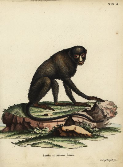 Opice skvrnitá velká nebo opice tuponosá. Cercopithecus nictitans. Simia Nictitans Linn. Ručně kolorovaná mědirytina Johanna Nussbiegela z knihy Johanna Christiana Daniela Schrebera Zvířecí ilustrace podle přírody aneb Schreberova fantastická anima. od Unbekannter Künstler