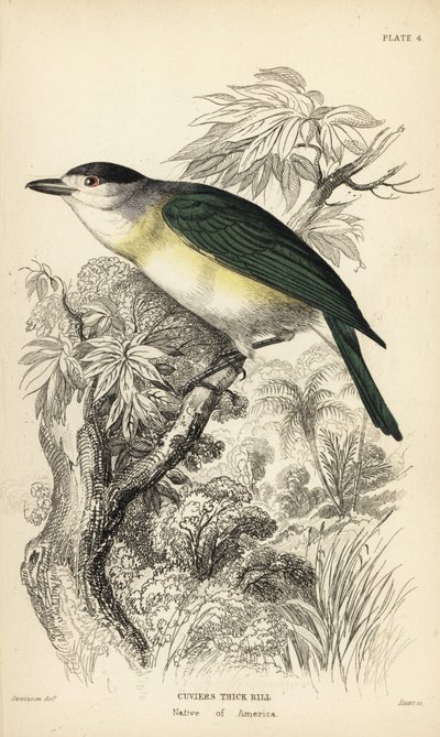 Bekard zelený, Pachyramphus viridis (Pachyrhynchus cuvierii). Ručně kolorovaná ocelorytina Williama Lizarse podle ilustrace Williama Swainsona z Naturalist
