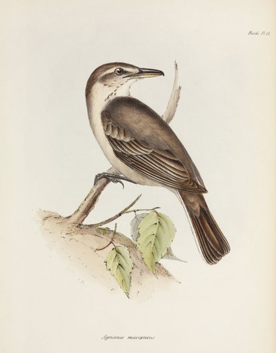 Šedobřichý tyran, c 1832-1836 od Unbekannt