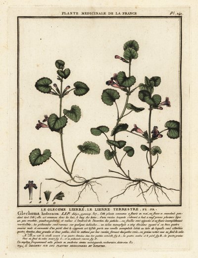 Břečťan zemní, Glechoma hederacea. od Unbekannter Künstler