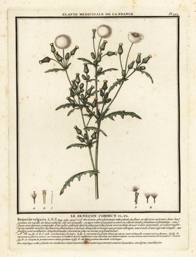 Svízel, Senecio vulgaris. od Unbekannter Künstler