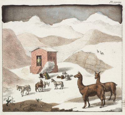 Guanacos, údolí jeskyní, pohoří And, Chile od Unbekannter Künstler