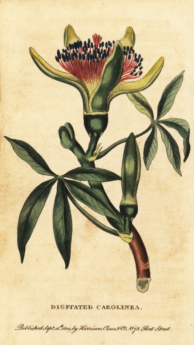 Guyanský kaštan, Pachira aquatica. ,1800 (rytina) od Unbekannter Künstler