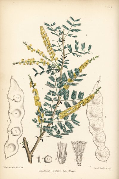 Arabská guma, verek nebo hašabová guma, Acacia senegal. Hanhartova ručně kolorovaná litografie podle botanické ilustrace Davida Blaira z knihy Roberta Bentleyho a Henryho Trimena Medicinal Plants, London. od Unbekannter Künstler