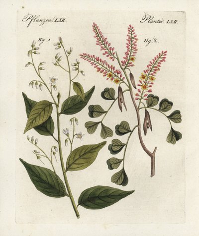 Gumovník benjamínový, Styrax benzoin 1, a dřevo kmenové, Haematoxylon campechianum 2. Ručně kolorovaná mědirytina z Bertuchova "Bilderbuch fur Kinder" (Obrázková kniha pro děti), Výmar od Unbekannter Künstler